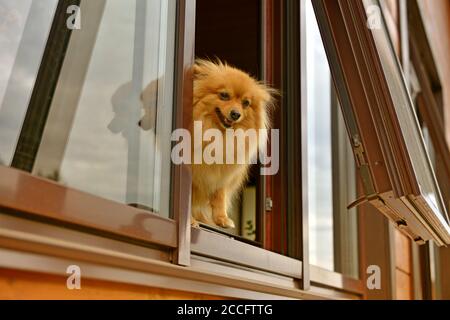 Poméranie spitz. Chien donne par la fenêtre de la maison. Adorable chien spitz Banque D'Images