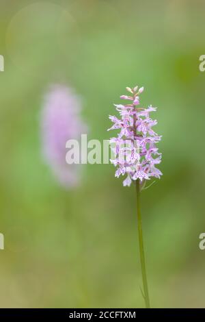 Orchidée tachetée Heath, Dactylorhiza maculata, orchidée sauvage, Dolomites, Belluno, Vénétie, Italie Banque D'Images