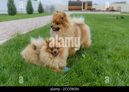 Spitz de Pomeranian jouant sur la pelouse verte près de la maison. Poméranie spitz. Chiens spitz mignons Banque D'Images