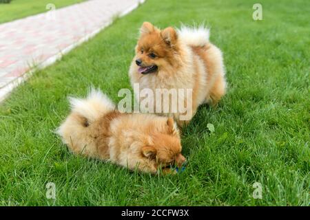Spitz de Pomeranian jouant sur la pelouse verte près de la maison. Poméranie spitz. Chiens spitz mignons Banque D'Images