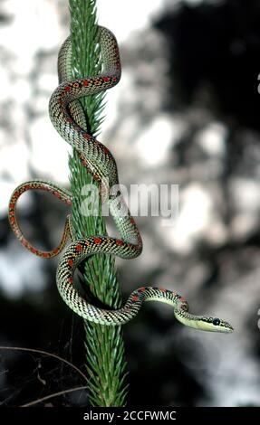 Serpent volant orné enroulé dans une branche d'arbre Banque D'Images