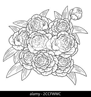 Dessin graphique fleur de pivoine noir blanc isolé bouquet d'arrière-plan illustration vecteur Illustration de Vecteur