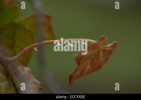 Gouttes de pluie sur une tige de feuille de lierre Banque D'Images