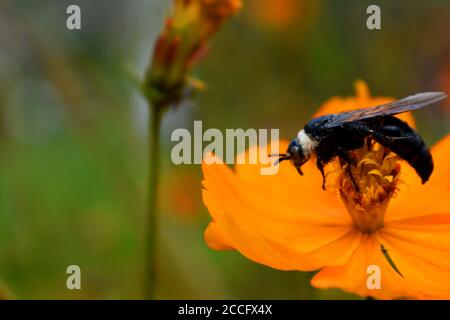 Une abeille minière perchée sur une fleur cosmos. Banque D'Images