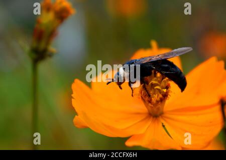 Une abeille minière perchée sur une fleur cosmos. Banque D'Images