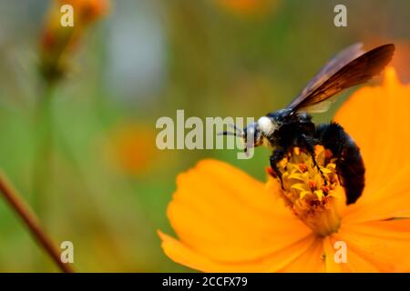 Une abeille minière perchée sur une fleur cosmos. Banque D'Images