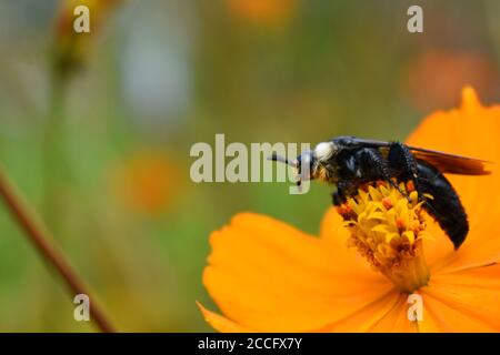 Une abeille minière perchée sur une fleur cosmos. Banque D'Images