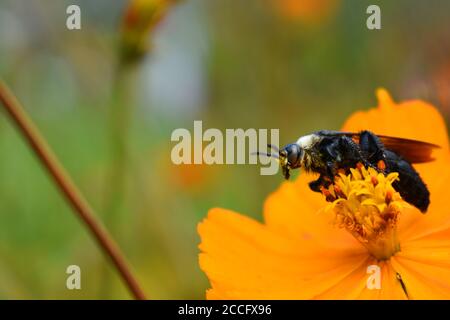 Une abeille minière perchée sur une fleur cosmos. Banque D'Images