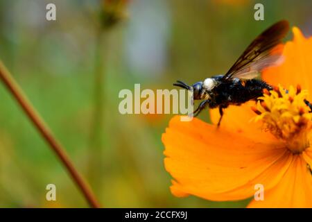 Une abeille minière perchée sur une fleur cosmos. Banque D'Images