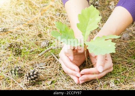 Jeunes arbres en chêne les mains. Les feuilles des rayons du soleil. Banque D'Images