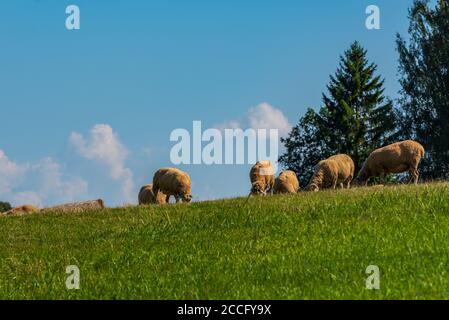 plusieurs moutons se broutent sur une petite colline contre un fond de ciel bleu avec de grands nuages et quelques arbres Banque D'Images