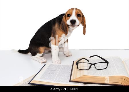 Mignon beagle chiot avec un livre et des lunettes. Banque D'Images
