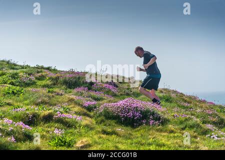 Un homme qui monte à travers des touffes de Sea Thrift Armeria maritima sur Pentire point East à Newquay en Cornouailles. Banque D'Images