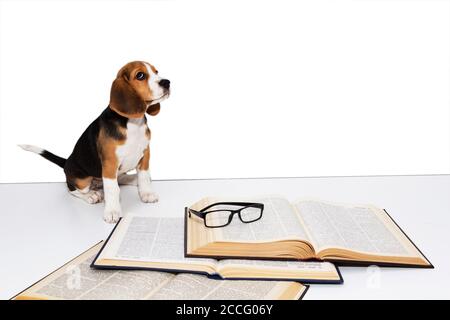 Mignon beagle chiot avec un livre et des lunettes. Banque D'Images