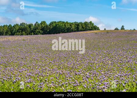 prairie au bord de la forêt pleine de petit les fleurs violettes forment un tapis naturel intéressant et un sol inégal et au sommet de la colline de touchin Banque D'Images