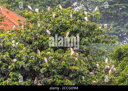 Le village de Petulu se trouve au nord d'Ubud. Au coucher du soleil tous les soirs, des troupeaux d'oiseaux de Kokokan (hérons) volent de toute l'île à la roost et Banque D'Images