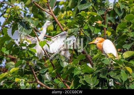 Le village de Petulu se trouve au nord d'Ubud. Au coucher du soleil tous les soirs, des troupeaux d'oiseaux de Kokokan (hérons) volent de toute l'île à la roost et Banque D'Images