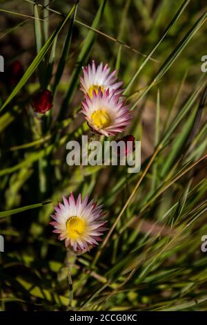 Trois persistantes roses fragiles, Helichrysum vernum, dans la prairie alpine des montagnes du Drakensberg, en Afrique du Sud Banque D'Images