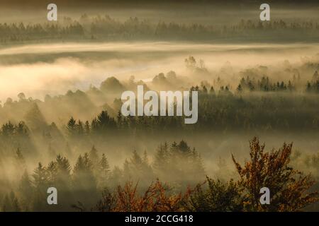 Brouillard dans le Pupplinger au lever du soleil, Isarauen, réserve naturelle d'Isar entre Icking et Wolfratshausen, haute-Bavière, Bavière, Allemagne Banque D'Images