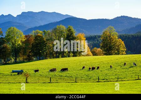 Vaches en pâturage, près de Wackersberg, Isarwinkel, haute-Bavière, Bavière, Allemagne Banque D'Images