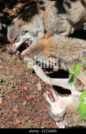 Wolf Pack lutte pour la domination. Loup eurasien, canis lupus lupus. Banque D'Images