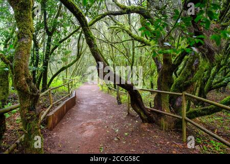 Sentier forestier dans la forêt laurier, Laguna Grande, Parc National de Garajonay, la Gomera, îles Canaries, Espagne Banque D'Images