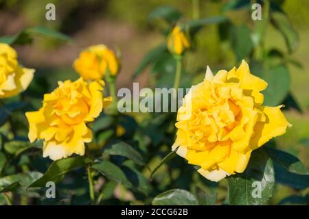 Tokyo, Japon - Rose Flower (Duftgold) aux jardins de Kyu-Furukawa à Tokyo, Japon. Banque D'Images