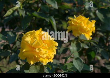 Tokyo, Japon - Rose Flower (Duftgold) aux jardins de Kyu-Furukawa à Tokyo, Japon. Banque D'Images