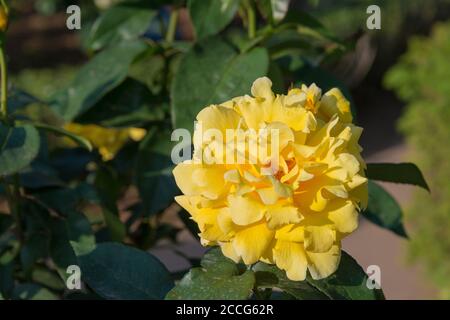 Tokyo, Japon - Rose Flower (Duftgold) aux jardins de Kyu-Furukawa à Tokyo, Japon. Banque D'Images