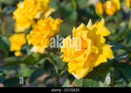 Tokyo, Japon - Rose Flower (Duftgold) aux jardins de Kyu-Furukawa à Tokyo, Japon. Banque D'Images