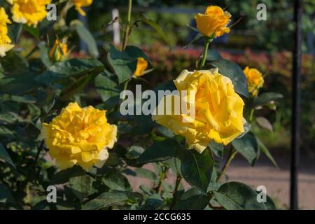 Tokyo, Japon - Rose Flower (Duftgold) aux jardins de Kyu-Furukawa à Tokyo, Japon. Banque D'Images