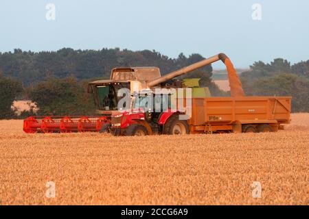 Récolte de blé Bawdsey Suffolk Angleterre Banque D'Images