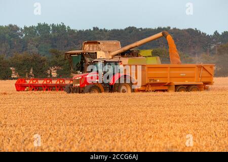 Récolte de blé Bawdsey Suffolk Angleterre Banque D'Images