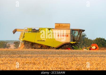 Récolte de blé Bawdsey Suffolk Angleterre Banque D'Images