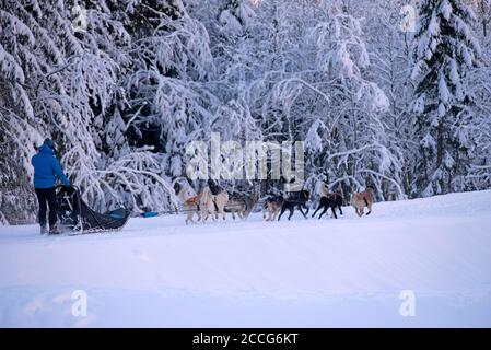France, haute-Savoie, Alpes, mushing avec chiens de traîneau Banque D'Images