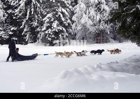 France, haute-Savoie, Alpes, mushing avec chiens de traîneau Banque D'Images