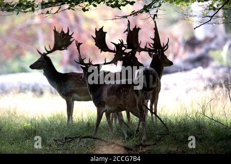 Cerf en jachère en automne Banque D'Images