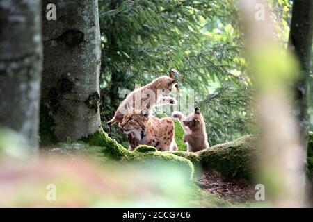 Lynx avec jeunes dans la forêt Banque D'Images