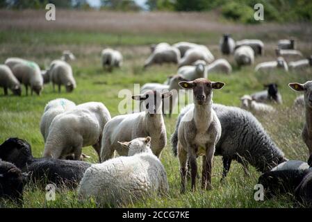 Moutons sur Hiddensee Banque D'Images