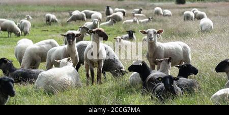 Moutons sur Hiddensee Banque D'Images