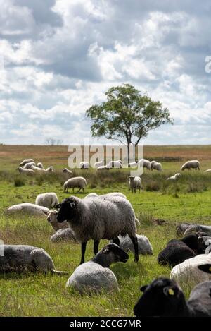 Moutons sur Hiddensee Banque D'Images