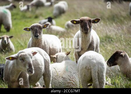 Moutons sur Hiddensee Banque D'Images