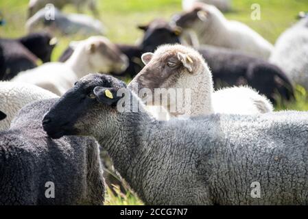 Moutons sur Hiddensee Banque D'Images