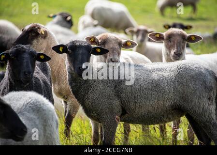 Moutons sur Hiddensee Banque D'Images