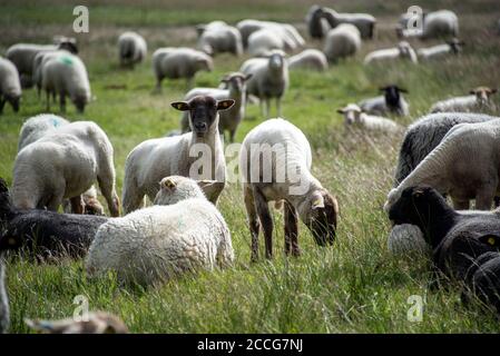 Moutons sur Hiddensee Banque D'Images