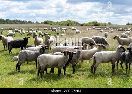 Moutons sur Hiddensee Banque D'Images