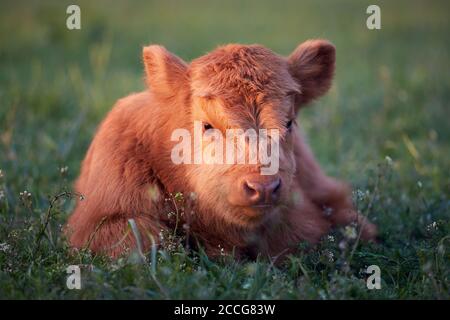 Europe, Allemagne, Basse-Saxe, Otterndorf. Le veau à taureau de quatre semaines d'un troupeau de bovins écossais des hautes terres se trouve dans l'herbe au crépuscule. Banque D'Images