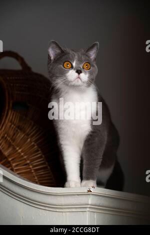 timide jeune chat de shorthair britannique sur le dessus du placard assis à côté du panier de porte-animal Banque D'Images