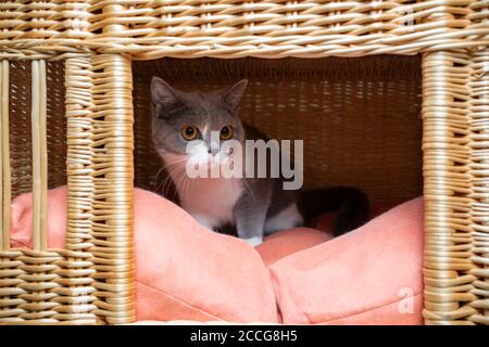 jeune chat de shorthair britannique timide cachant l'iniside de grotte d'animal de compagnie panier Banque D'Images