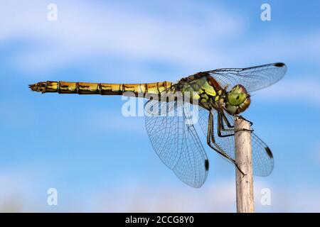 Dard commun (Sympetrum striolatum) - général Banque D'Images